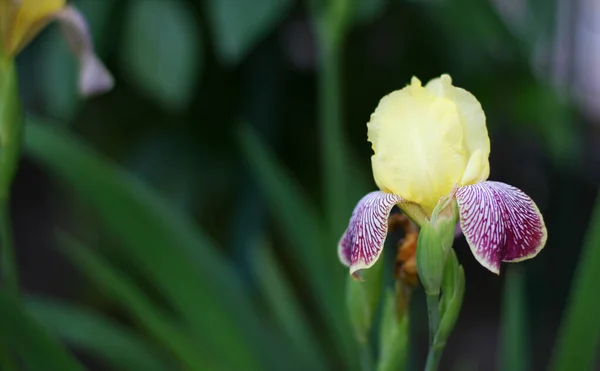 Iris Gelb Und Puurple Blüten Auf Grünem Hintergrund Schöner Hintergrund — Stockfoto