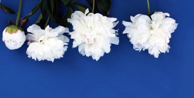 Pion çiçekli üst görünüm arkaplanı. Çiçek kompozisyonu. Bitkilerle takıl. Flowers mavi masada yatıyordu. Kadın günü konsepti. Metin için kopyalama alanı. 