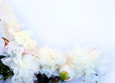 Bahçede yeşil arka planı olan beyaz pion çiçeklerinin fotoğrafı. Yaz kavramı. Web sitesi için çiçek arkaplanı, tebrik kartı, afiş, çiçekçi.