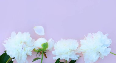 Sahte davetiye, boş kağıt tebrik kartı, pembe masa ve şakayıklar. Çiçek arkaplanı. Düz yatış, üst görünüm.