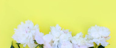 Sarı arkaplanlı beyaz pion çiçeklerinin fotoğrafı. Yaz kavramı. Web sitesi için çiçek arkaplanı, tebrik kartı, afiş, çiçekçi. Kopyalama alanı olan düz