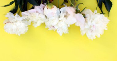 Sarı arkaplanlı beyaz pion çiçeklerinin fotoğrafı. Yaz kavramı. Web sitesi için çiçek arkaplanı, tebrik kartı, afiş, çiçekçi. Kopyalama alanı olan düz