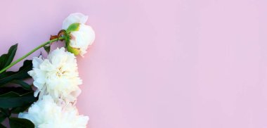 Pastel masanın üstünde güzel beyaz şakayık çiçekleri. Kopya alanı ile düz uzanma biçimi. 