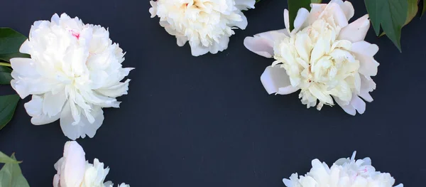 Bloemen Samenstelling Frame Gemaakt Van Witte Pioenroos Bloemen Zwarte Krijtondergrond — Stockfoto