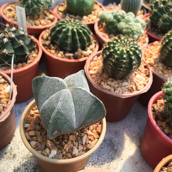 Variedad de cactus en jardín — Foto de Stock