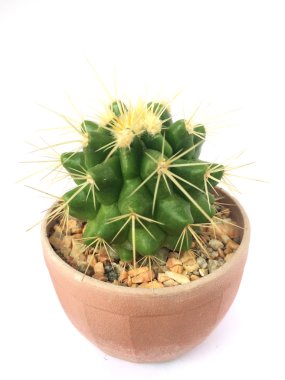 Beyaz arka plan üzerinde izole kaktüs bir sürahi