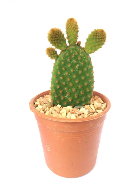 Een pot van cactus geïsoleerd op witte achtergrond — Stockfoto