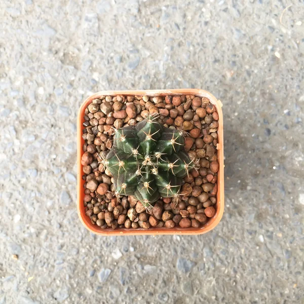 Pequeño cactus decorativo en maceta pequeña, vista superior — Foto de Stock