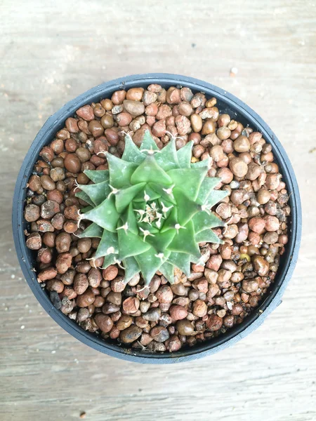 Petit cactus décoratif en pot rond, vue de dessus — Photo