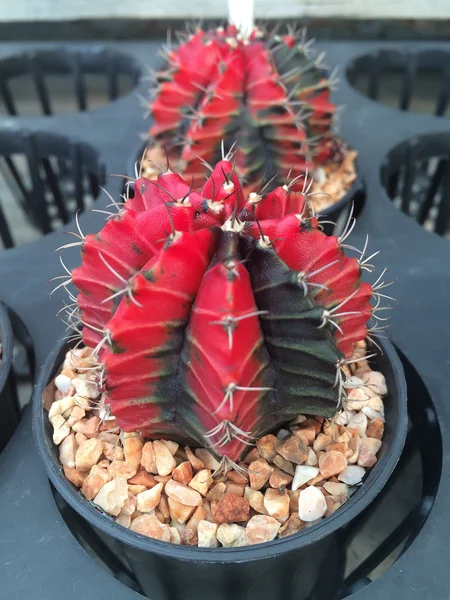 Cactus en pots / cactus en pot / cactus / cactus d'épine sur le marché — Photo