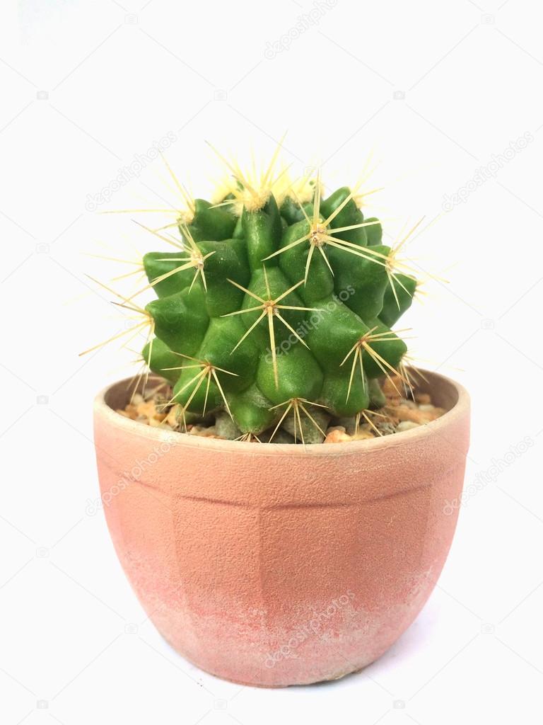 a pot of cactus isolated on white background
