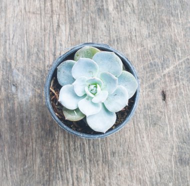 Kaktüs ahşap arka plan üzerinde bir pot bitki