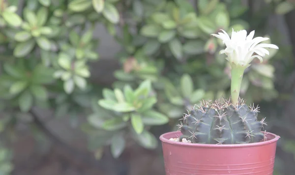 Soft focus and soft tone of blooming cactus in pot plant