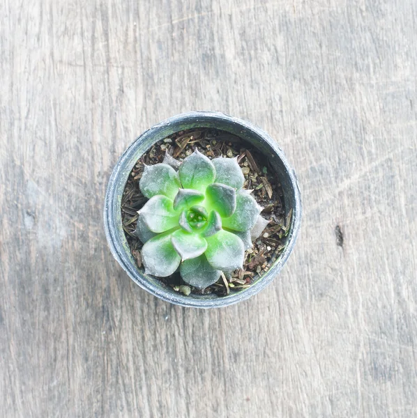 Cactus dans une plante en pot sur fond de bois — Photo