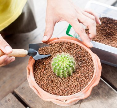 Bahçe kaktüs Saksı bitkiler