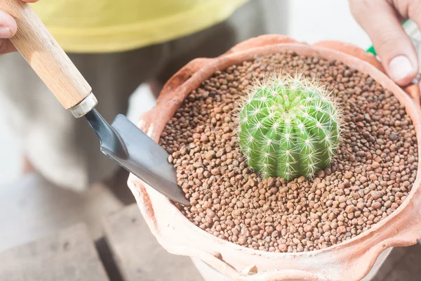Tuinieren cactus in potplanten — Stockfoto