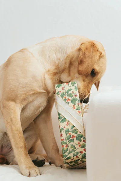 Собака разрывает рождественский подарок — стоковое фото