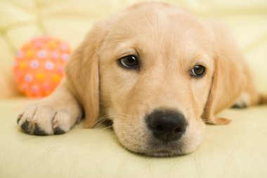 Labrador retriever köpek yavrusu