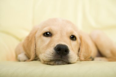 Labrador retriever köpek yavrusu