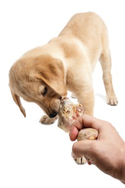 Labrador retriever köpek yavrusu