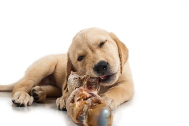 Labrador retriever köpek yavrusu