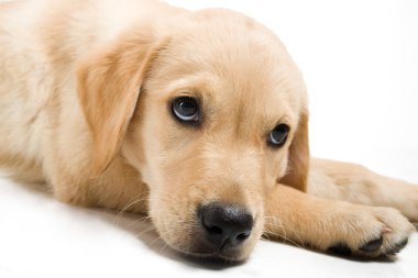 Labrador retriever köpek