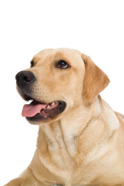 Labrador retriever köpek