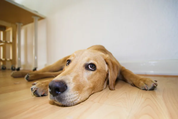 Fiatal labrador Vizsla — Stock Fotó