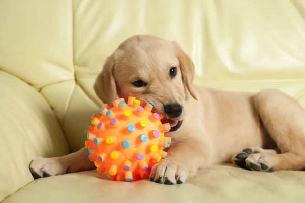 Labrador retriever köpek yavrusu