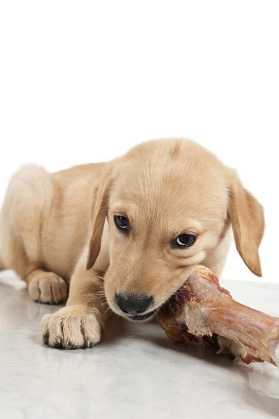 Labrador retriever köpek yavrusu