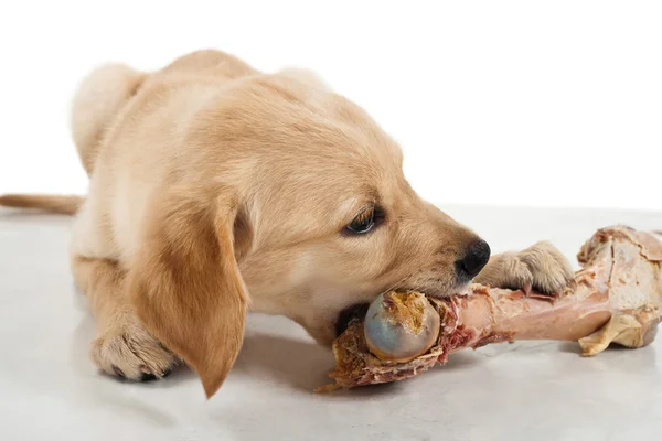 Labrador retriever köpek yavrusu