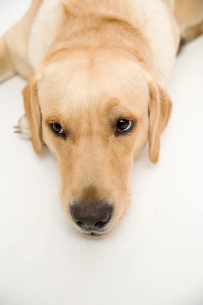 Labrador Vizsla kutya — Stock Fotó