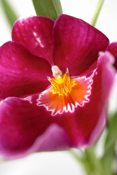 Różowy kwiat orchidei — Zdjęcie stockowe