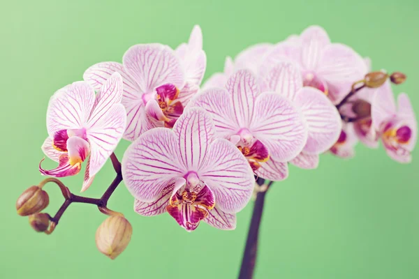 Flores rosa da orquídea — Fotografia de Stock