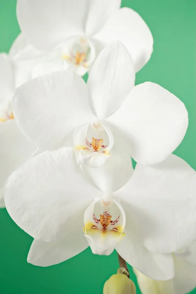 Flores brancas da orquídea — Fotografia de Stock