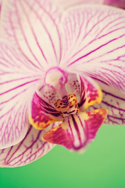 Flor de orquídea rosa — Fotografia de Stock