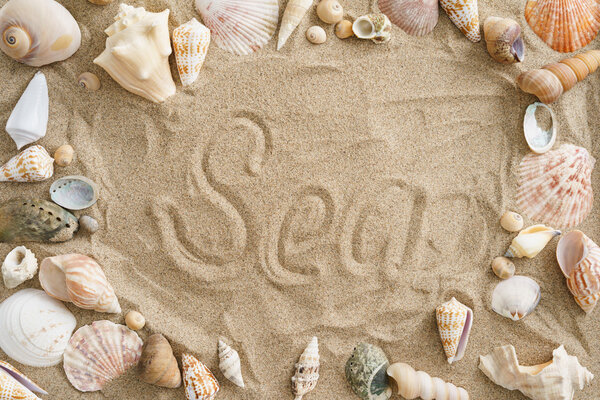 Mussels in the sand