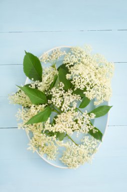 Elderflowers on a blue plate