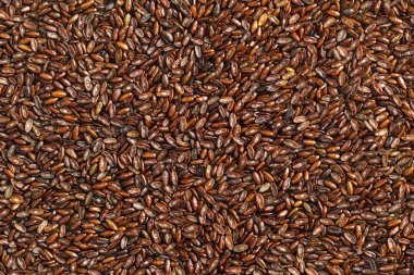 Psyllium tohumları