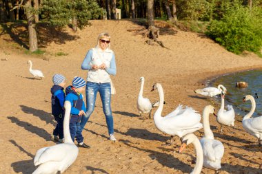 Anne ve iki kardeş beslemeleri kuğu ikiz