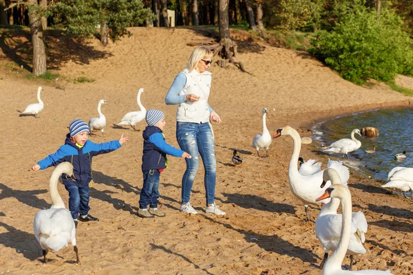 Anne ve iki kardeş beslemeleri kuğu ikiz