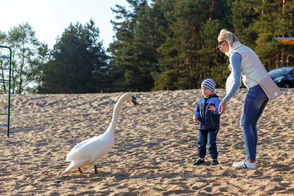 Mother and two twin brothers feeds the swans — Stock Photo, Image