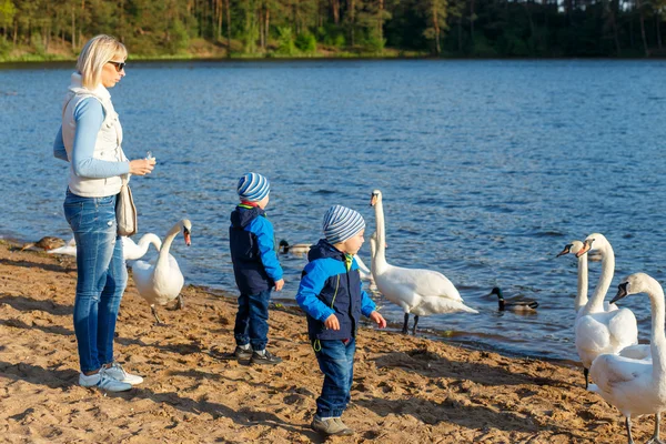 Mor och två tvilling bröder feeds svanar — Stockfoto