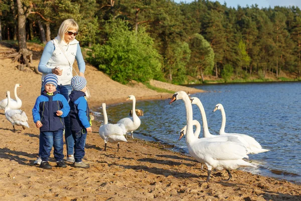 Mãe e dois irmãos gêmeos alimentam os cisnes — Fotografia de Stock