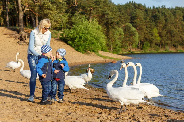 Matka a dvě dvojčata bratři krmení labutě — Stock fotografie