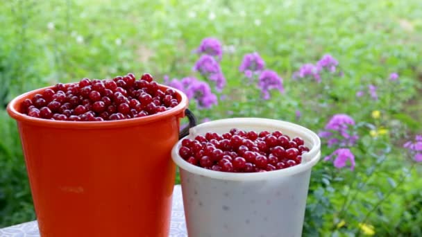 Buckets with freshly picked cherries — Stock Video