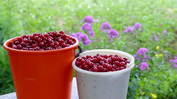 Cubos con cerezas recién recogidas — Vídeo de stock