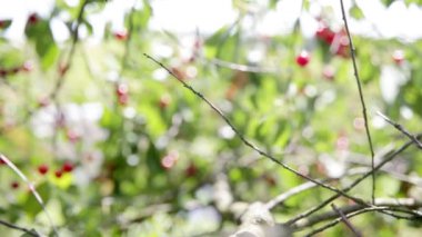 Kiraz ağacının dalı