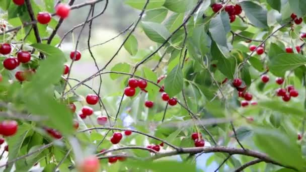 Branch of cherry tree — Stock Video