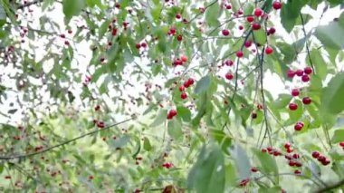 Kiraz ağacının dalı